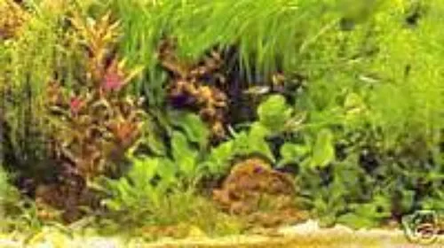 PROMO lot 40 plante aquarium 5 varietees +1 cladophora en+ 3