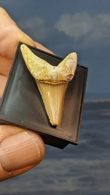 Isurus Desori  Mako Shark Tooth. 40mm. Display Boxed. As Shown in Photos.