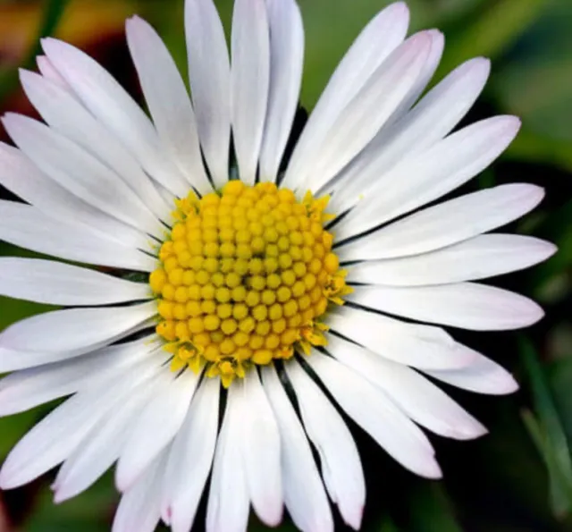 Bellis Perennis, Common Lawn Daisy , Flower Plants Bare Rooted-  6 Plants