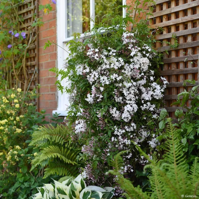 Jasminum polyanthum Starry Night - Chinese Jasmine, Plant in 9 cm Pot