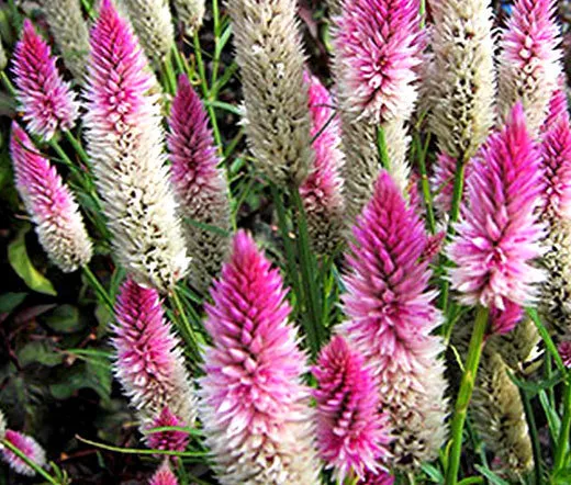 CELOSIA FLAMINGO Celosia Spicata - 250 Bulk Seeds