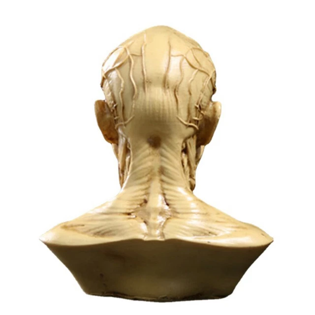 Generic Artists Head Models Mannequin Set, 4 Pieces, Includes Muscle