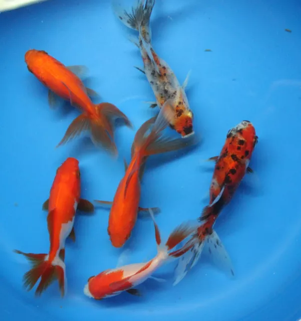 Live 6 pack of 3-4 inch Fantail Goldfish for fish tank, koi pond aquarium 2