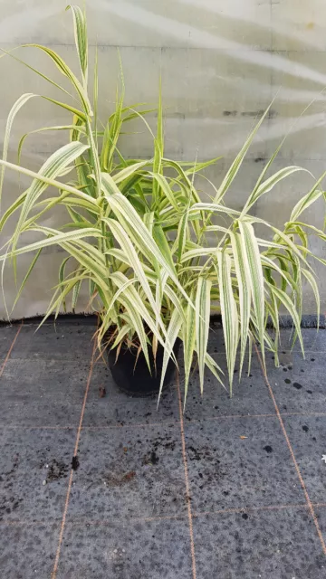 Arundo donax 'Variegata Compact Elly' / Canne de Provence Naine / Conteneur d...