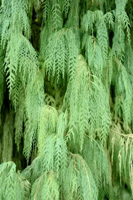 30 Kashmir WEEPING CYPRESS TREE Cupressus Cashmeriana Blue Evergreen Seeds