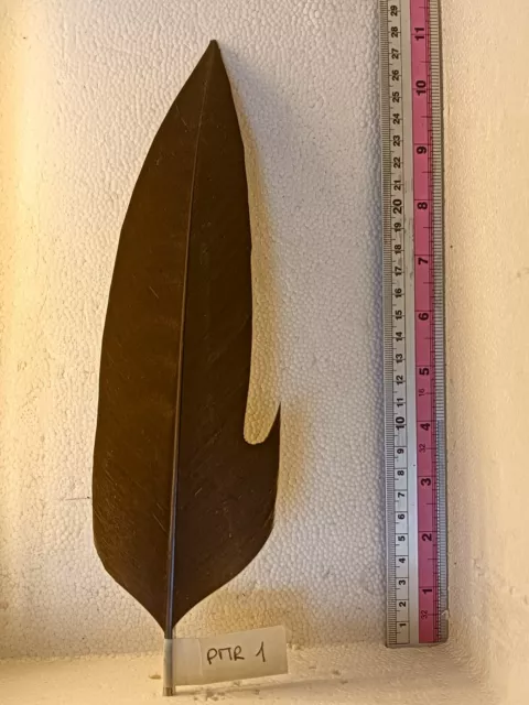 Penna Per Cappello Alpino Marrone Con Rimbecco