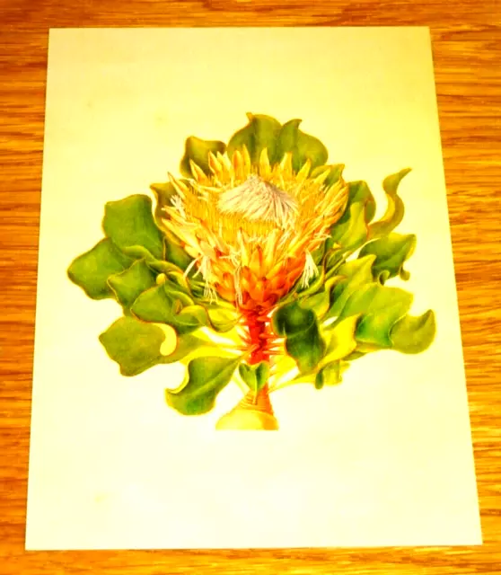 NHM FLORAL POSTCARD - KING PROTEA (PROTEA CYNAROIDES) - FRANZ BAUR, c1800 - NEW