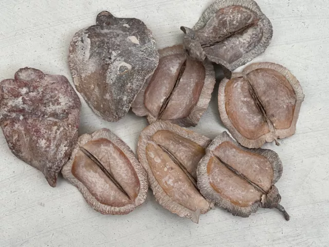 8 x Froschmaul Blätter getrocknet white washed Jacaranda Schote basteln Deko DIY