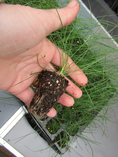 8 PLUG PLANTS SEEDLINGS Festuca Intense Blue grass evergreen LOOK LOT 1 ...