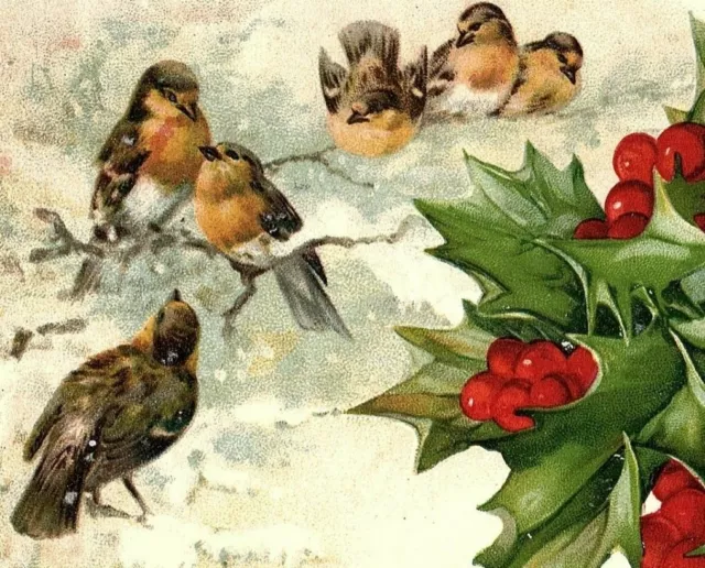 c1907 Christmas Greetings Birds Postcard Bird Winter Holly Berries Snow