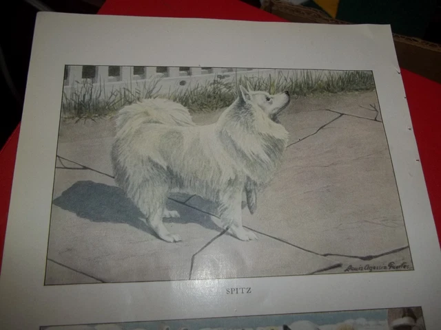Louis A Fuertes Finnish Spitz bookplate from 1919 National Geographic Magazine Louis A Fuertes Finnish Spitz bookplate from 1919 National Geographic Magazine