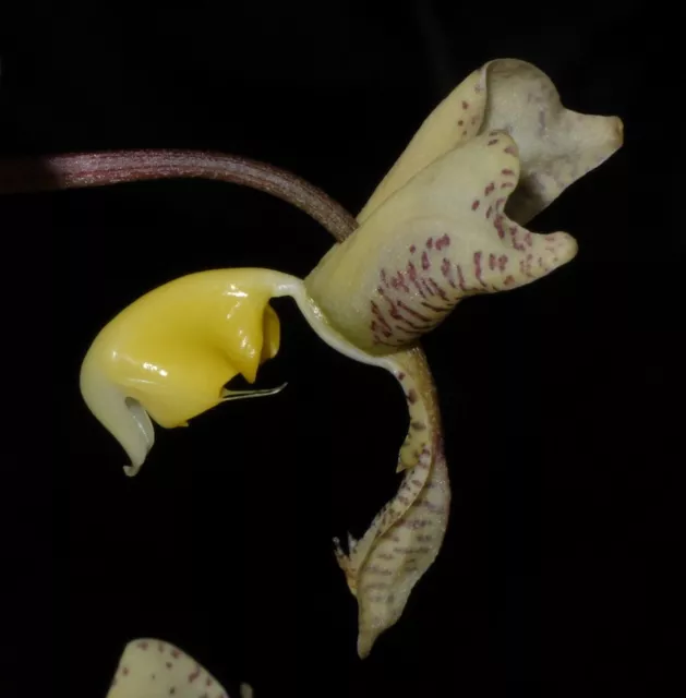 GONGORA TRUNCATA, Orchidée, espèce botanique