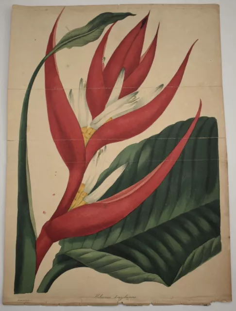 Antique 1837 Botanical Print Heliconia Braziliensis Bird of Paradise Paxton