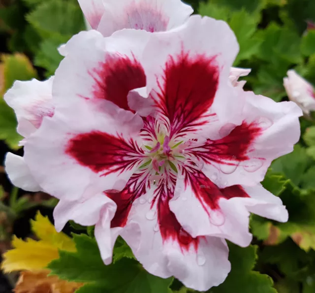 Aztec Regal Pelargonium x 1 Plant --------------------- Geranium