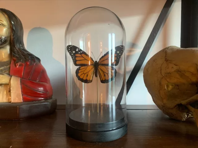 Globe papillon monarche danaus plexippus ! Cabinet curiosités Oddities insecte