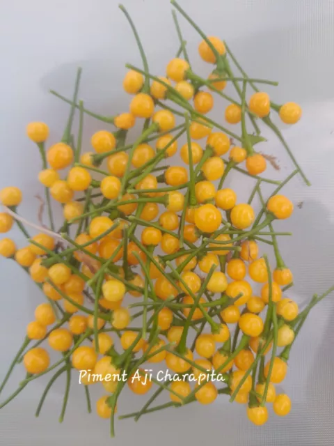 30 Graines Piment Aji Charapita/30 Seeds Peppers Aji Charapita