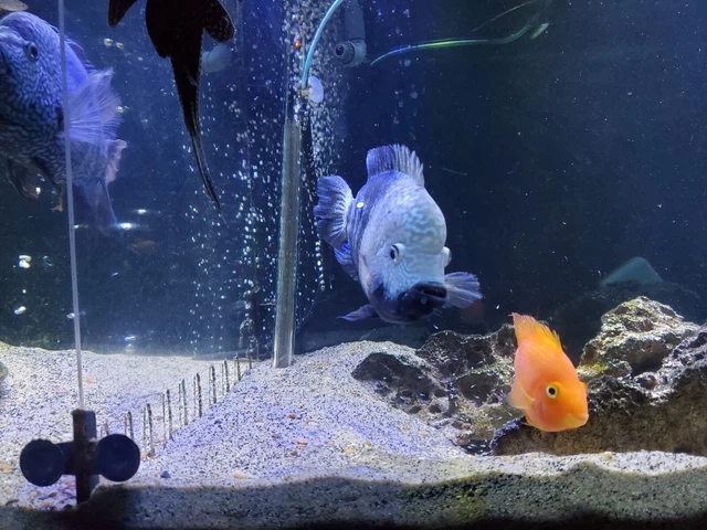 Red Texas cichlid .5" - 1" size 3 pack fresh water live tropical fish 5