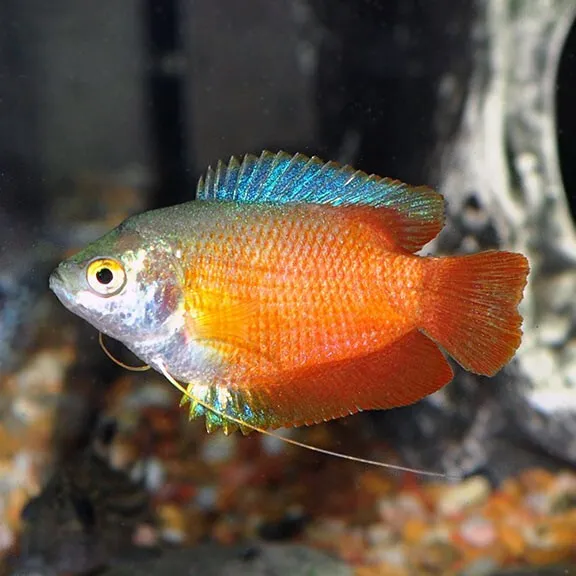 Flame Dwarf Gourami (Trichogaster lalia) - Live Freshwater Fish
