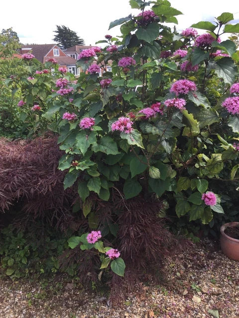 Clerodendrum bungei 'Pink Diamond' bareroot, 1 year old plant