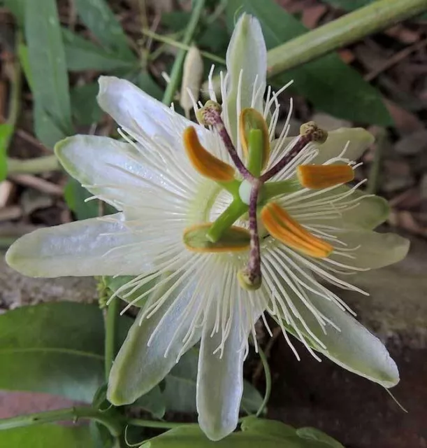 Passiflora subpeltata | White Passion Flower | 5_Seeds