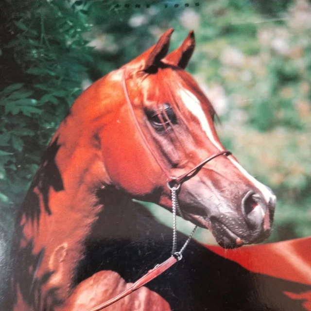 Arabian Horse World Book/softcover June 1995 Volume 35-317 Pgs. Vintage