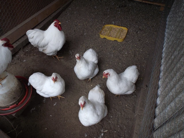 i have 22 white wyandotte  bantam show breeder quality eggs only