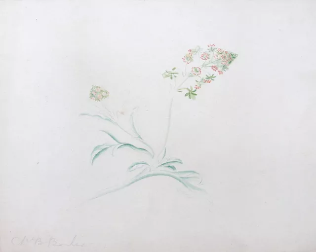 Fine original early 19th century botanical watercolour. Mrs B Barker. Bath No46