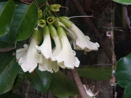 RARE 4 graines de Tecomanthe speciosa H489 THREE KINGS VINE SEEDS SAMEN SEMILLAS 3