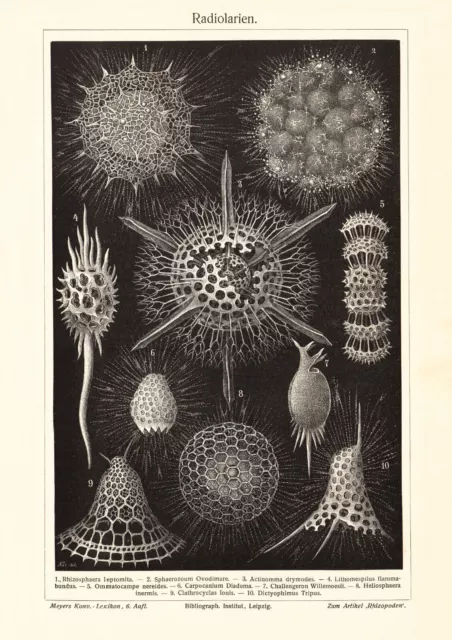 Radiolarien historischer Druck Holzstich ca. 1907 antike Bildtafel Zoologie