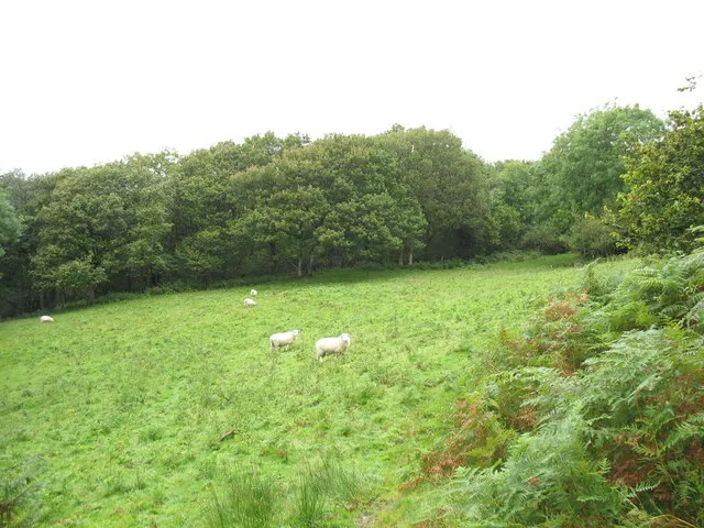 Photo 6x4 Grazing sheep below Cae-heuad Llanfachreth  c2007