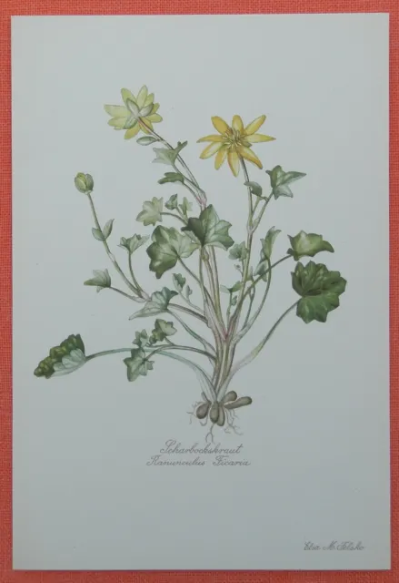 Scharbockskraut (Ficaria verna  Ranunculus ficaria Farbdruck 1954 Elsa Felsko