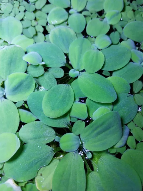 10 Pistia STRIATOES pianta galleggiante di facile coltivazione