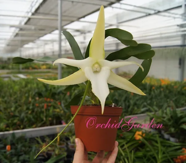 Orchid Orchidee Angraecum sesquipedale × sib, Big Fragrant Waxy flowers (22L)
