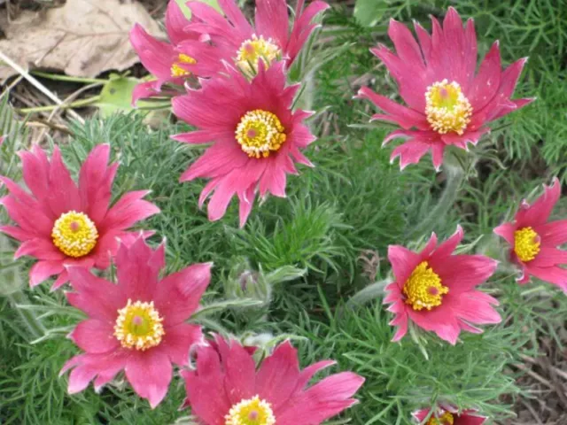 10 SEMILLAS DE FLOR DE PASCUA ANÉMONA ROJA Pulsatilla Vulgaris *Plana S/H