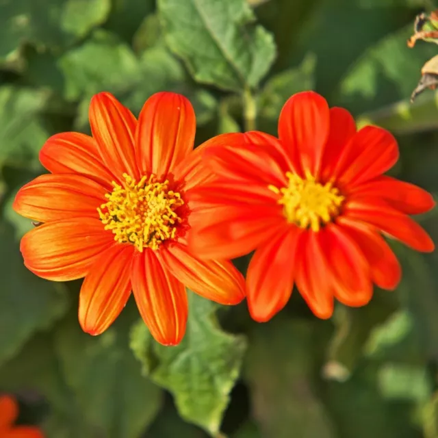 Rote Mexikanische Sonnenblume Tithonia rotundifolia 10+ Samen - Seeds He 032