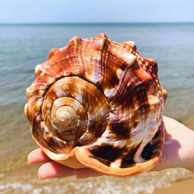 12-14CM Natürliche Gros Coquillage XL RARE collection cassis rufa conque