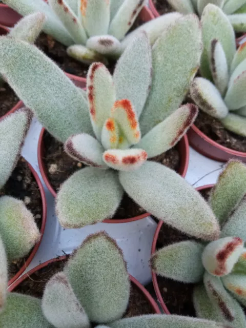 Kalanchoe tomentosa pata ear 5 cms aprox Planta joven Suculenta de colección 3