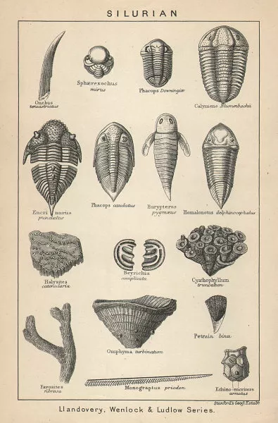 BRITISH FOSSILS. Silurian - Llandovery, Wenlock & Ludlow Series. STANFORD 1907