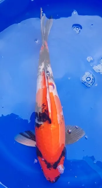 💥 38cm Showa  Quality Live Koi Carp pond Fish £140 💥