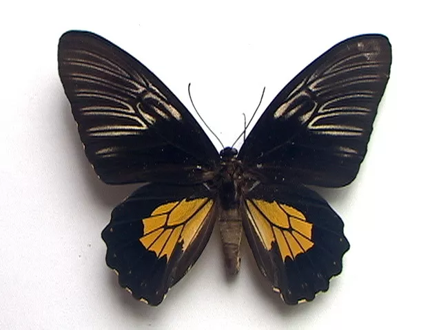 Unmounted Butterflies/Ornithoptera T Rhadamanthus  , Pair. 3