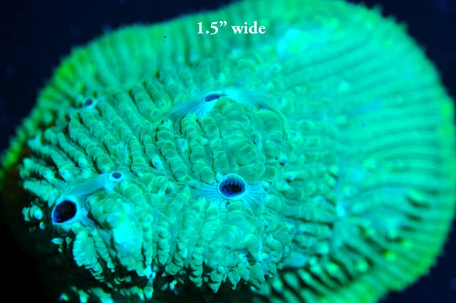 CORALS OF EDEN ~  WYSIWYG Live Coral Frag ~ Neon Chalice Coral ~ LPS ~ SPS
