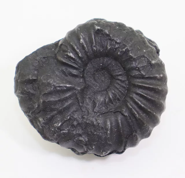 Ammonite, Brancoceras (Eubrancoceras) aegoceratoides, Chalk, Alb, Peru -i12