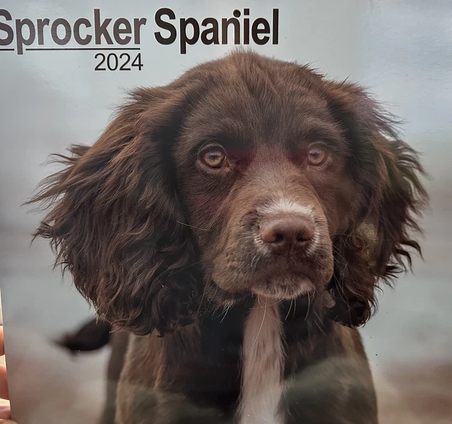 Sprocker Spaniel  Calendar 2024 Large Square Wall Calendar. New And Sealed