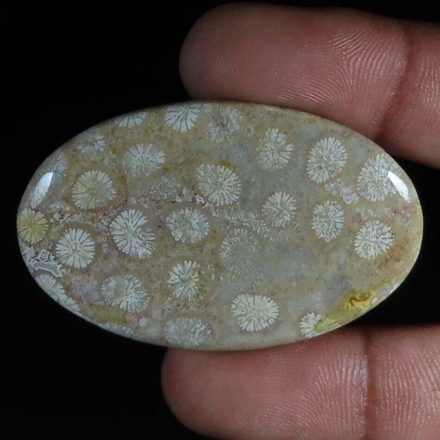 45.90Cts. Cabochon ovale de corail fossile 100% naturel pierres précieuses...