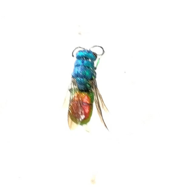 Chrysididae : Chrysis cerastes  - Italy - 2023 only one available