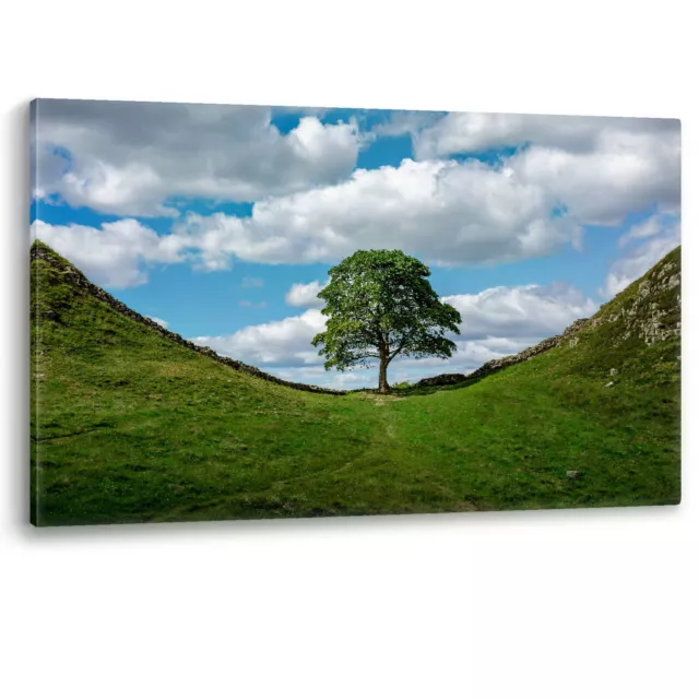 Sycamore Gap Hadrians Wall Northumberland Canvas Print Picture Framed Wall Art 3