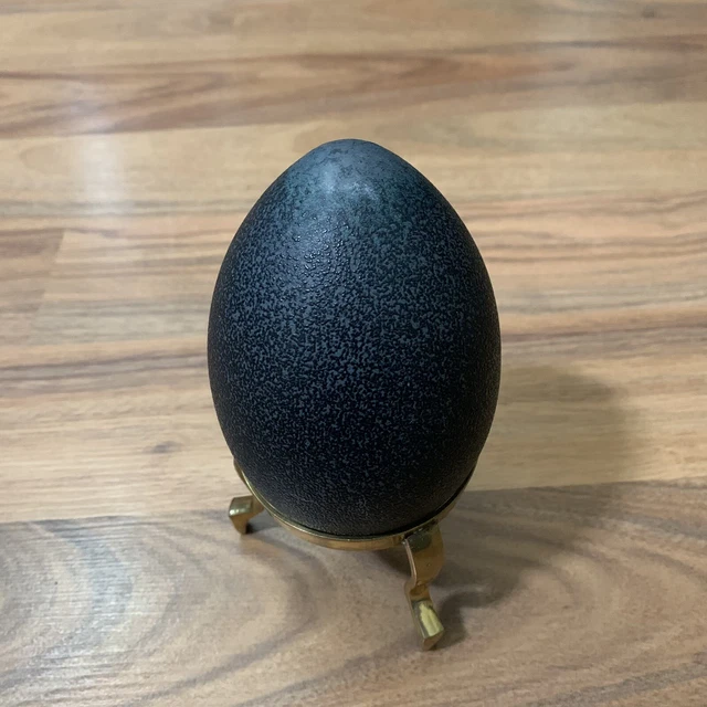 Huevo decorativo grande negro emú soplado cáscara limpia de 5,5"" exhibición decoración del hogar
