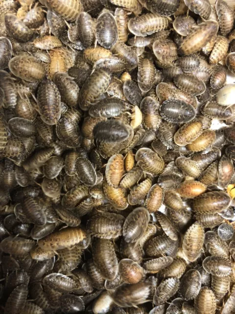 Dubia Roaches - Small, Medium, Large & Feeder Males