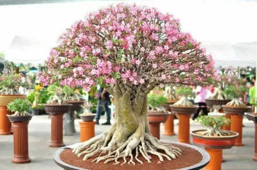 Adenium Obesum - Desert Rose, 5 Semi Misti Selezionati