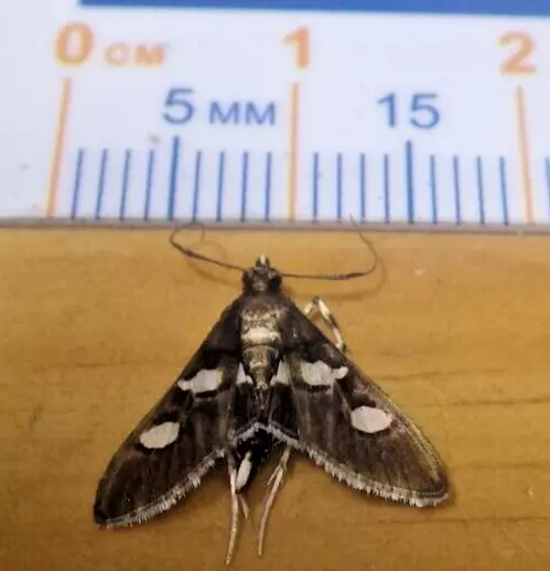 Grape Leaffolder Moth Desmia funeralis or maculalis ? Crambidae Southeast TX G12